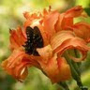 Meet your Posher, Lynne